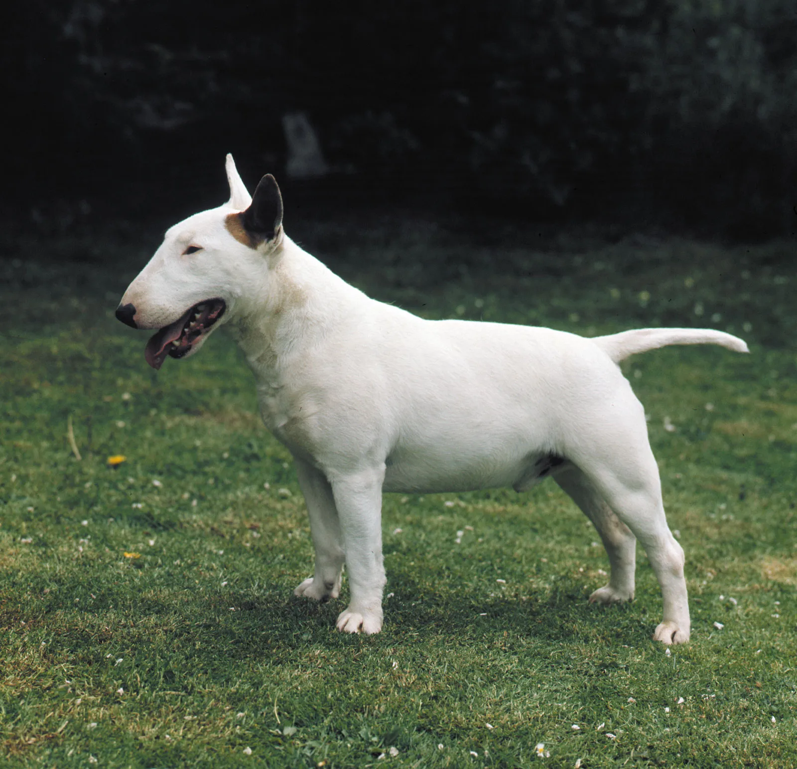 Image of bull terrier posted on 2022-03-13 14:06:50 from india